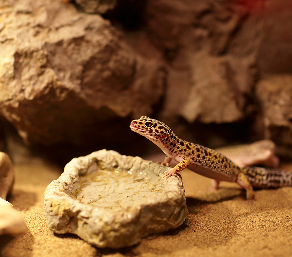 Entretien terrarium