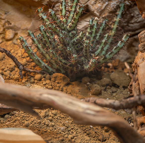 Entretien terrarium