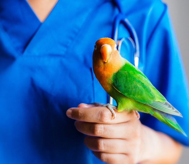 Soin pour oiseaux