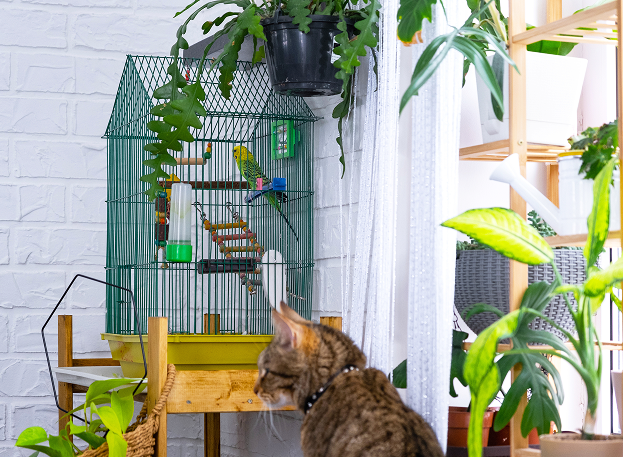 oiseaux de compagnie