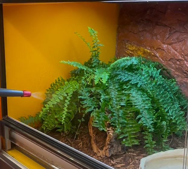 Entretien terrarium