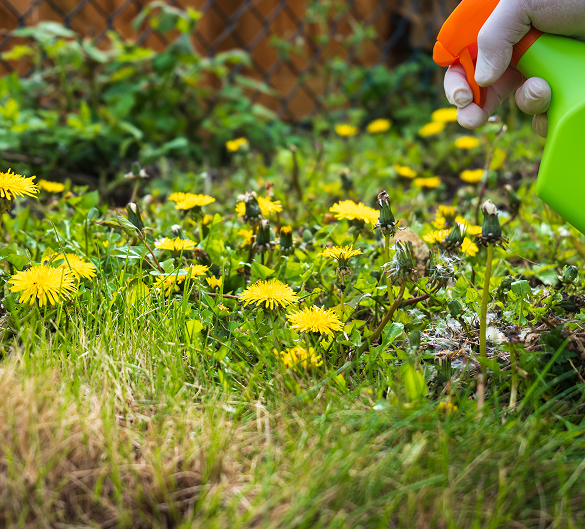 traitement plantes