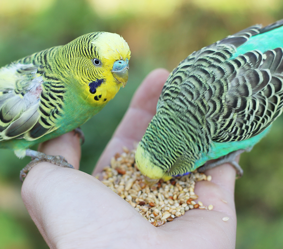 Nourriture pour oiseaux