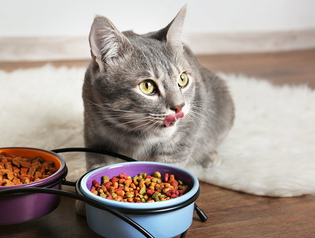 matériels pour chats