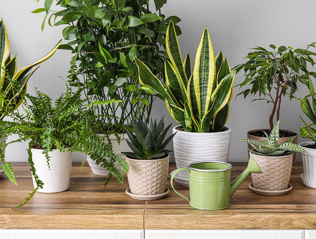Plantes d'intérieur