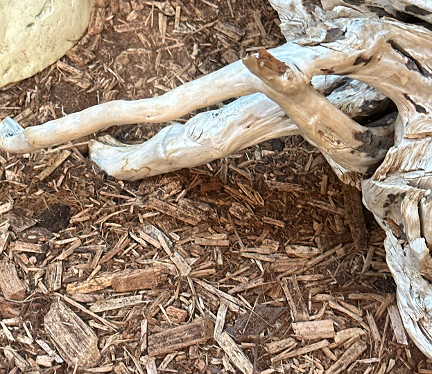 Entretien terrarium