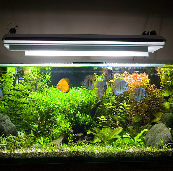 accessoires pour aquarium
