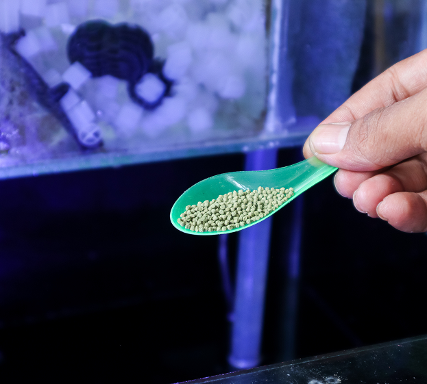 Nourriture pour poisson