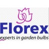 FLOREX