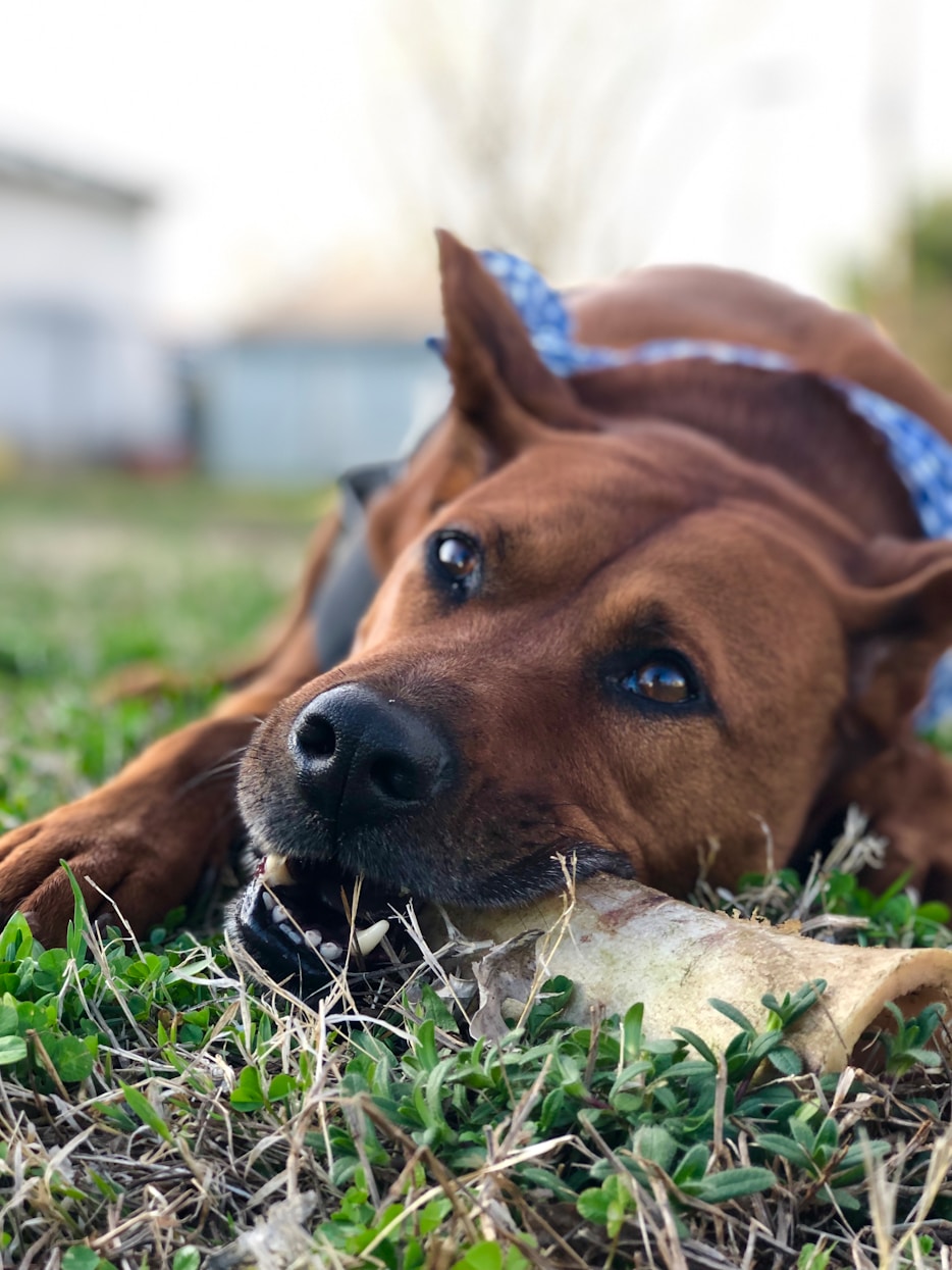 Bien être animal