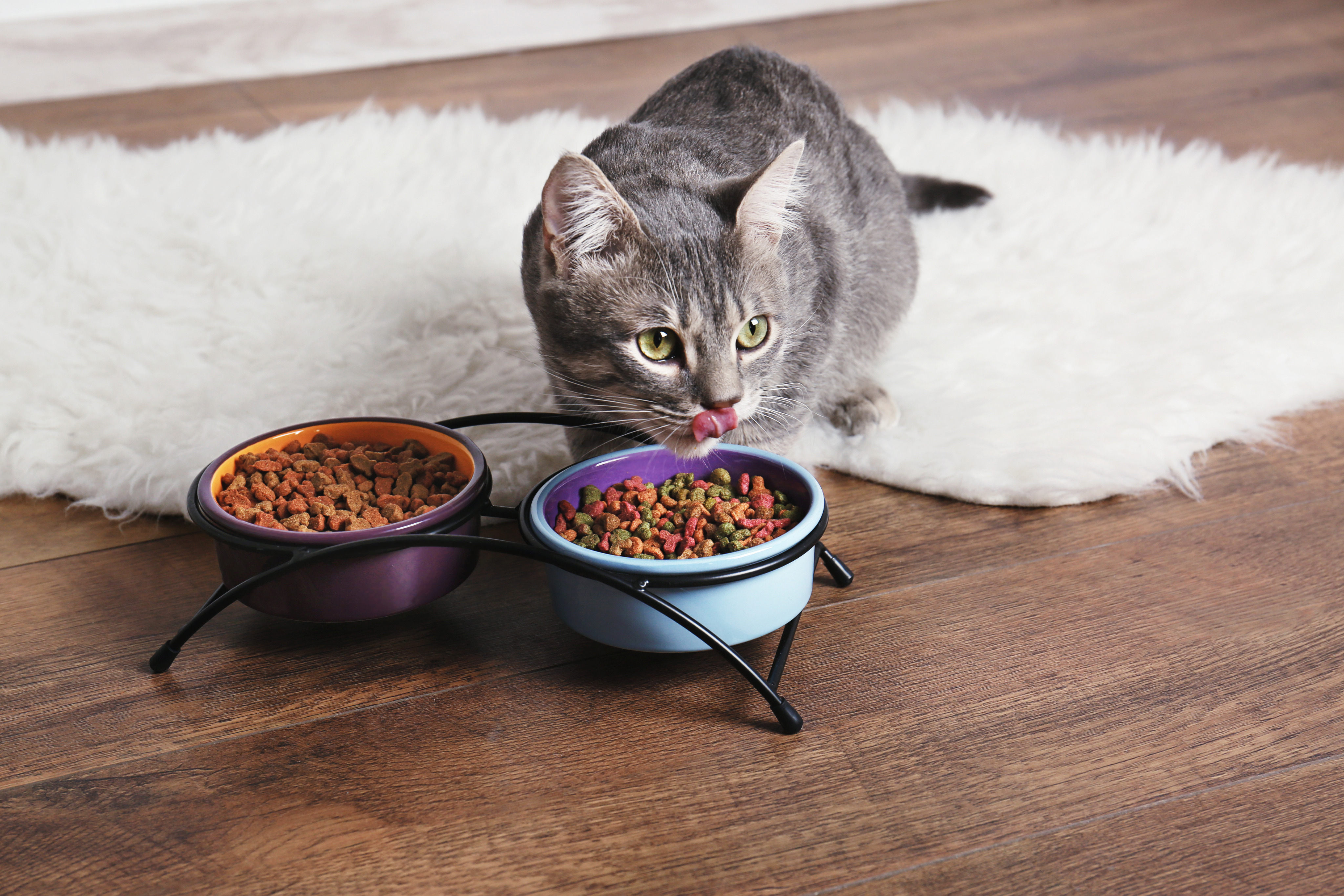 Alimentation animaux