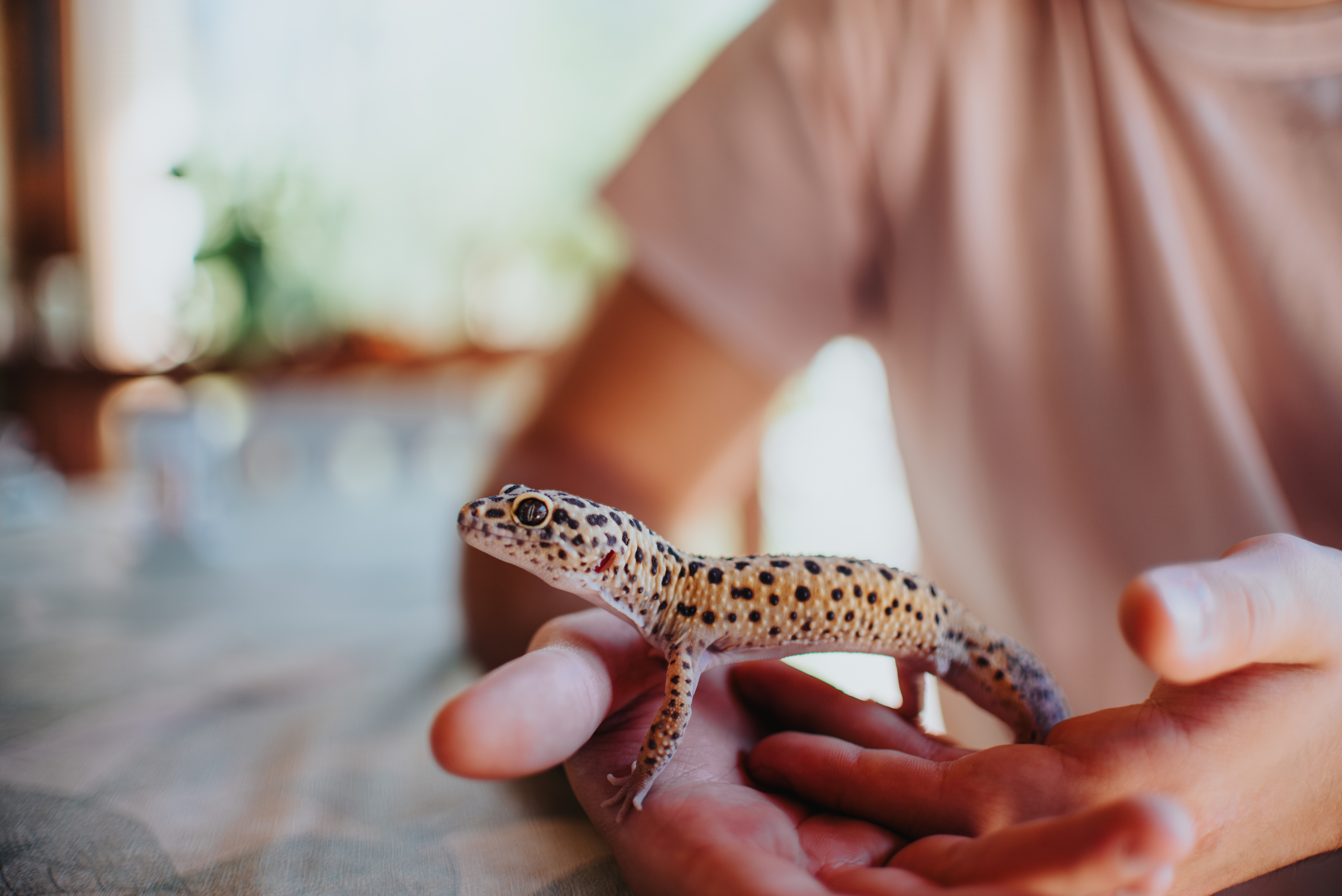 Soins et hygiène animaux