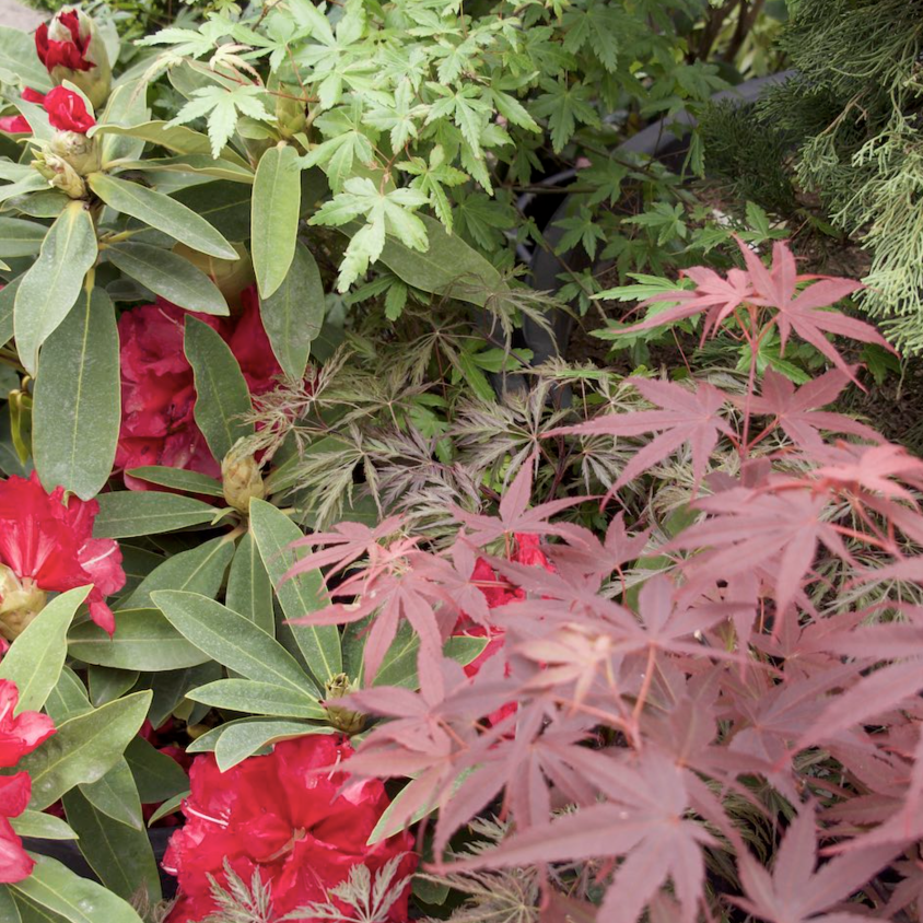 Tout savoir sur le jardinage
