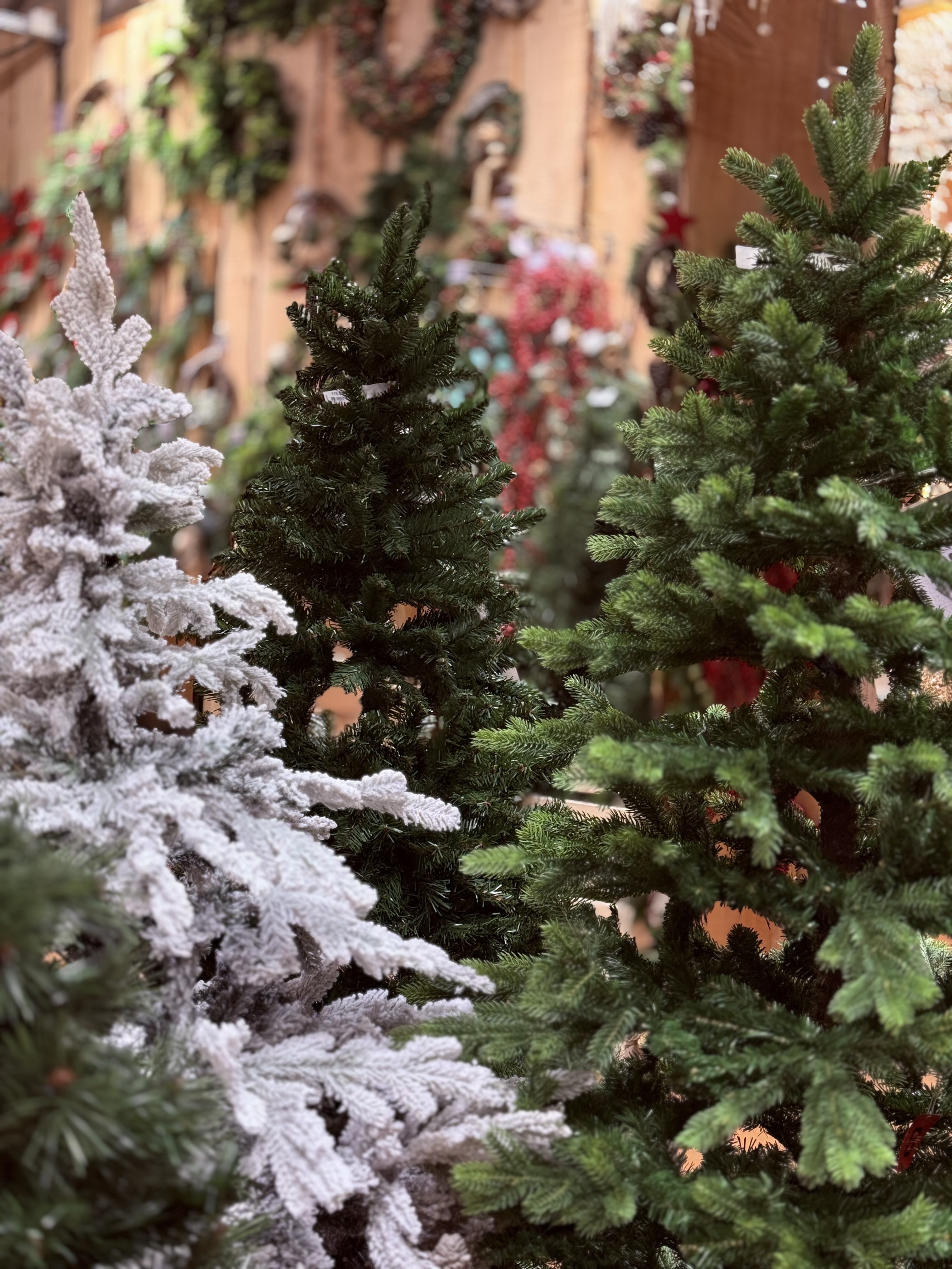Sapins de Noël
