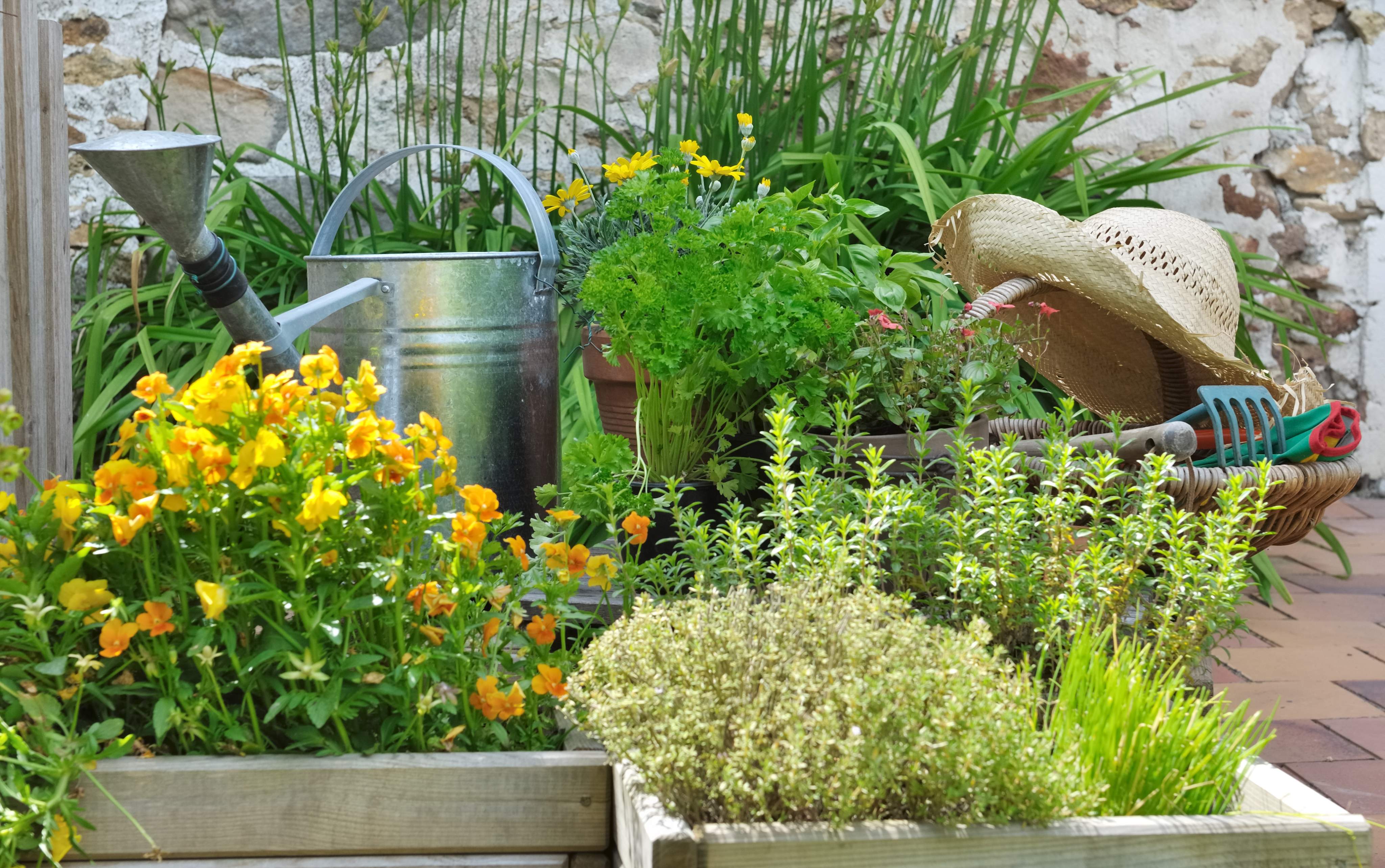 Plantes